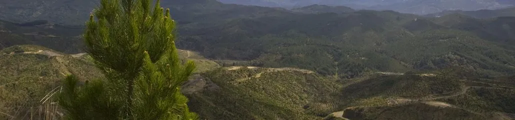 Pan Pac forestry